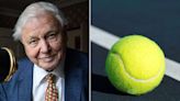 Tennis Balls Are Bright Yellow Thanks, in Part, to Sir David Attenborough — Here's Why