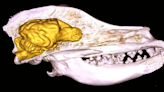 La domesticación no es la única culpable de la reducción del cerebro en los perros, según nuevo estudio