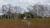 Climate change forces a rethinking of mammoth Everglades restoration plan