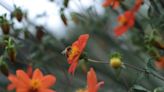 Jardines polinizadores: una forma de rescatar la flora y fauna dentro de la mancha urbana