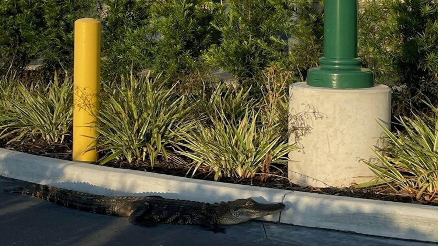 Alligator spotted waiting in line at Starbucks drive-thru