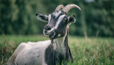 People Have So Many Questions After Seeing Farm’s ‘Goat Zipline'