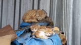 36 Cats Rescued From Chicago Home, Woman Faces Charges