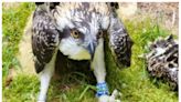 Osprey found to have hitched a lift on ships during migration