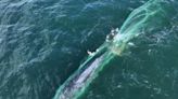 Lo que se sabe de la ballena enmallada salvada en Ensenada