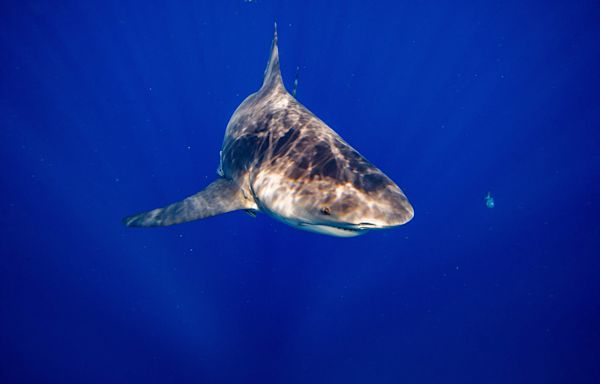 Shark attack summer: Here’s how many Florida swimmers were bitten in recent weeks