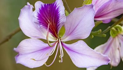 Orchids will ‘bloom all year’ if given 1 kitchen ingredient scrap