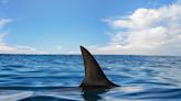 7-Foot Shark Swims at Full Speed Toward Shore Full of Stunned Beachgoers in Spain