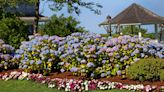 Hydrangeas Are Having a Extra-Stunning Season in the Northeast