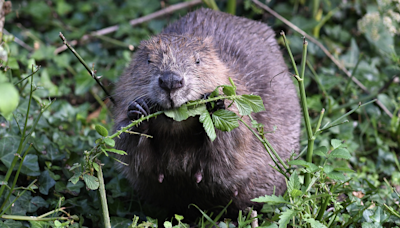 'Bed and board' ready for new beaver arrivals