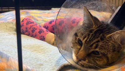 Cat survives 12-story fall from Minneapolis balcony