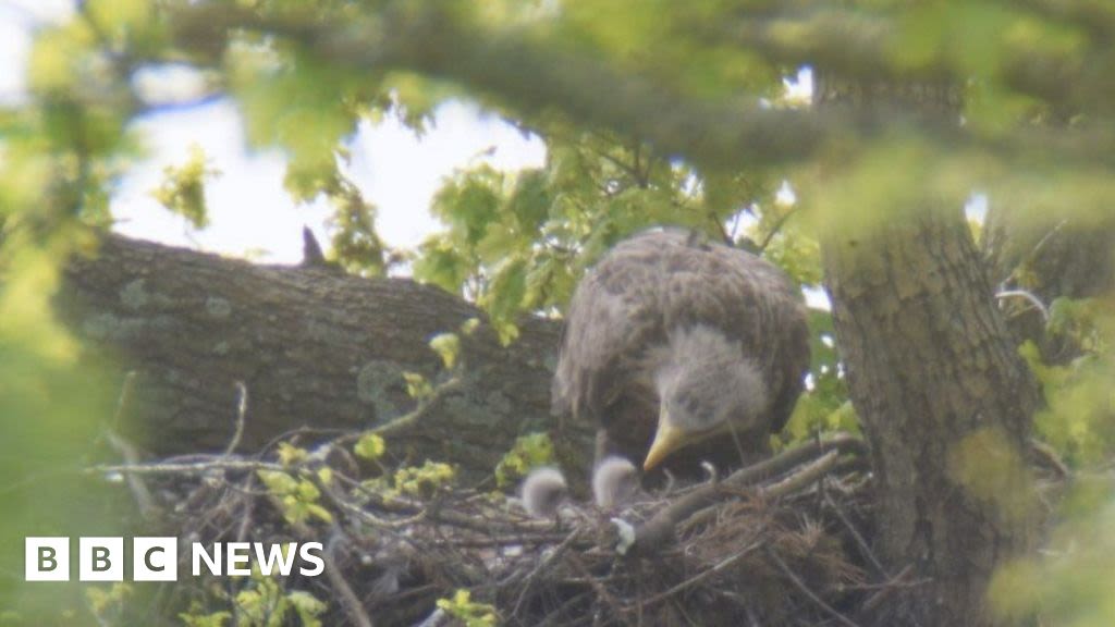 Isle of Wight's sea eagle project sees pair of chicks fledge