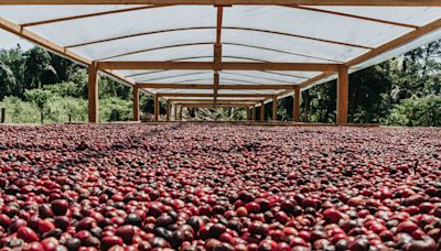 Canéfora se consolida no segmento dos cafés especiais e ganha espaço no portfólio das grandes marcas