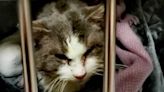 Michigan Cat Found Frozen to the Ground Recovering After Rescue: 'We Won't Give Up'