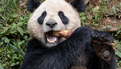 Una pareja de pandas gigantes viajará de China a San Diego