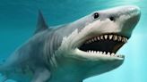 Scientists search for great white shark off Kerry coast