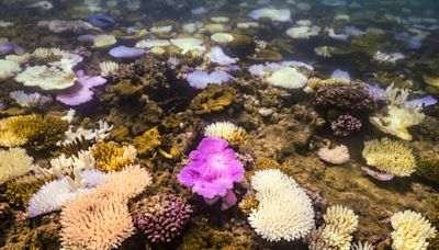 La Gran Barrera de Coral de Australia sufre el peor blanqueamiento jamás registrado