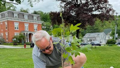 Liberty Tree sapling in Honesdale to be replaced by America250PA after failure to thrive