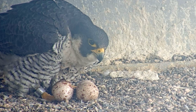 Falcon Cam: Reality TV for Bird Lovers