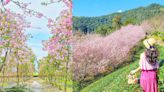 粉嫩爆發中！宜蘭５大「最美賞櫻夯點」：65米長「粉紅巨龍」、上千棵枝垂櫻