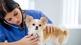 Patent Ductus Arteriosus (PDA) in Dogs: Symptoms, Causes, & Treatments