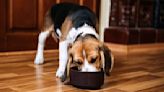 Best dog food for allergies 2022: Relieve stomach and skin problems