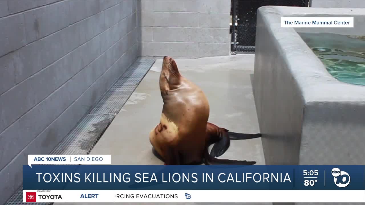 Could we see sea lions in San Diego die from toxins?