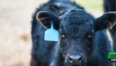 Smaller ranchers voice concerns about USDA electronic tag mandates