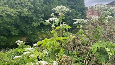 Glasgow giant hogweed warning as public urged to avoid toxic plant in summer months