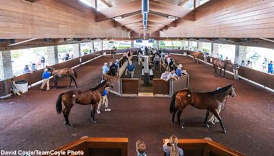 First-Crop Sire Watch Presented By Buckland Sales: 2024 Keeneland September Yearling Sale