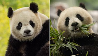 Giant pandas returning to the National Zoo in DC