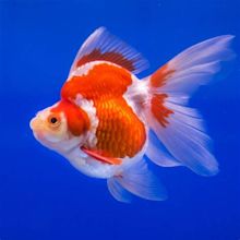 Pearlscale Goldfish Information | Best About GoldFish