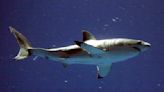 Swimmer injured by shark attack on Southern California coast