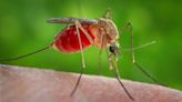 In the US, West Nile virus is leading cause of viral disease spread by insects, CDC study says