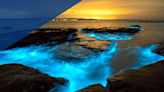 La bioluminiscencia evolucionó por primera vez hace 540 millones de años
