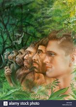 Evolution Of Man From Ape Stock Photos & Evolution Of Man From Ape ...