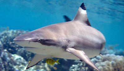 Shark attacks teenager during lifeguard training camp in Florida