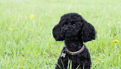 A high-powered NYC lawyer is suing his ex for custody of their poodle and $208K, saying the pet is 'more than a dog' to him