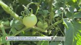 Hawkins farmer talks abundance of green tomatoes after heavy rainfall