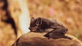 Giro 4 Patas: Belo Horizonte registra 11º caso de morcego com raiva em 2024 | Notícias Sou BH