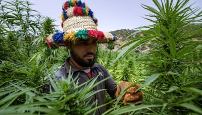 In Morocco, cannabis growers come 'out of the shadows'