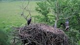 Decorah North eagle’s nest collapses amid heavy rainfall, dying tree