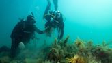 Rapid oyster reef restoration gives hope for repairing the sea