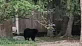 Black bear captured in Hatboro. Check out video