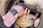 Brave vet uses her Apple Watch to measure lion’s heart rate in wild video