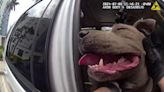 “Vamos a salir de aquí”: video muestra a policía de Florida rescatar a perro atrapado en auto caliente