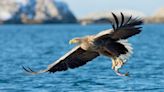 Isle of Wight sea eagles have not attacked livestock, study finds