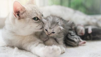Homeless Tabby Cat Who Gave Birth in Arkansas Walmart Gets Most Fitting Name