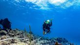 Preliminary survey shows impact of summer heatwave on coral in the Florida Keys