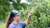 Pensacola-area U-Pick fruit farms: Blueberries, peaches and grapes galore this summer